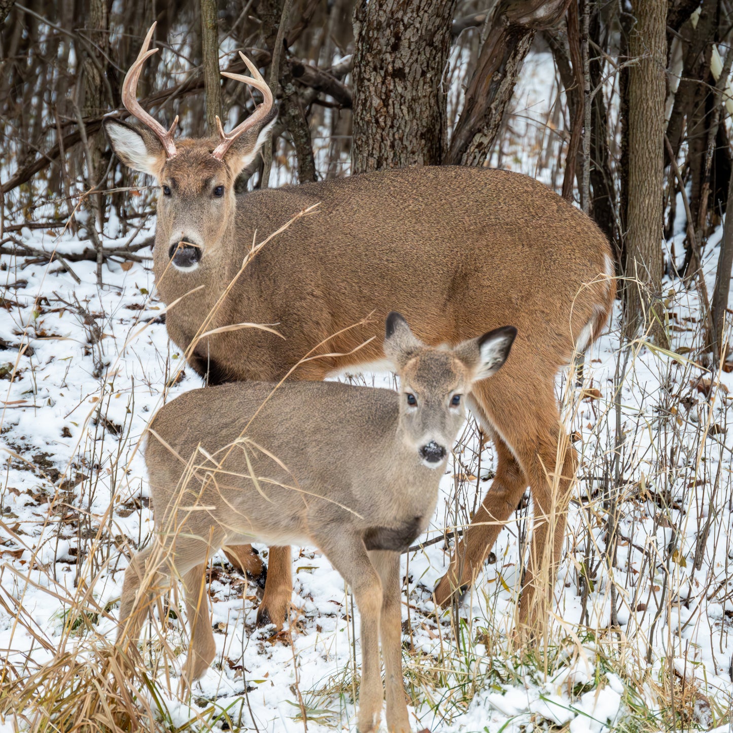 Father and Son Whitetail Deer