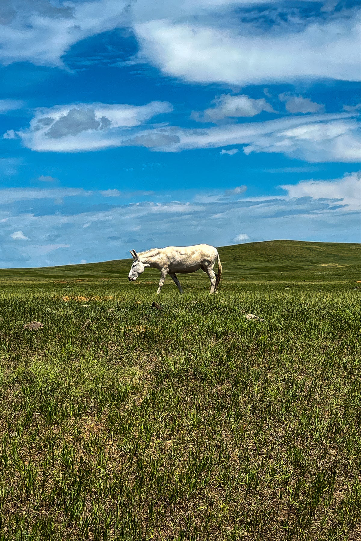 Grazing White Donkey