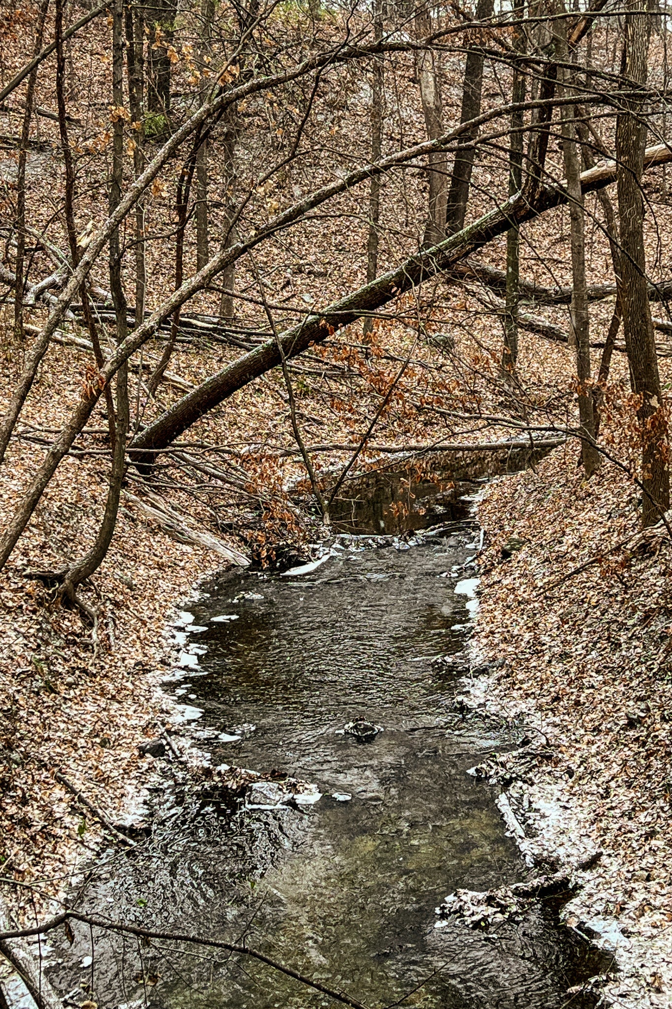 Snow Dusted Creek
