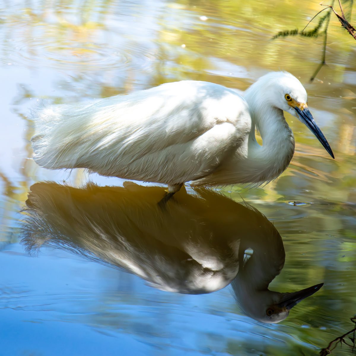 Snowy Egret