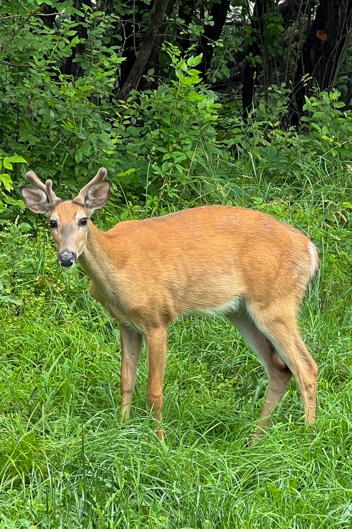 Springtime Whitetail Buck