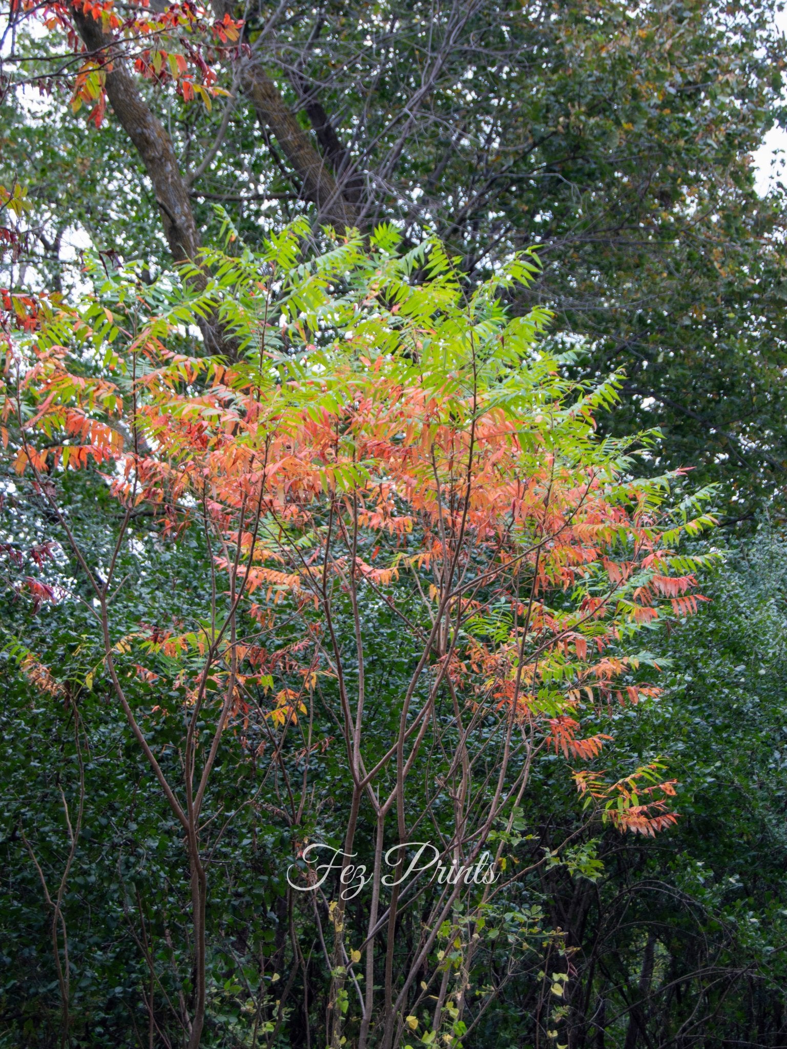 Rainbow Sumac