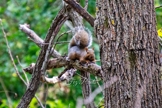 Chillin Gray Squirrel