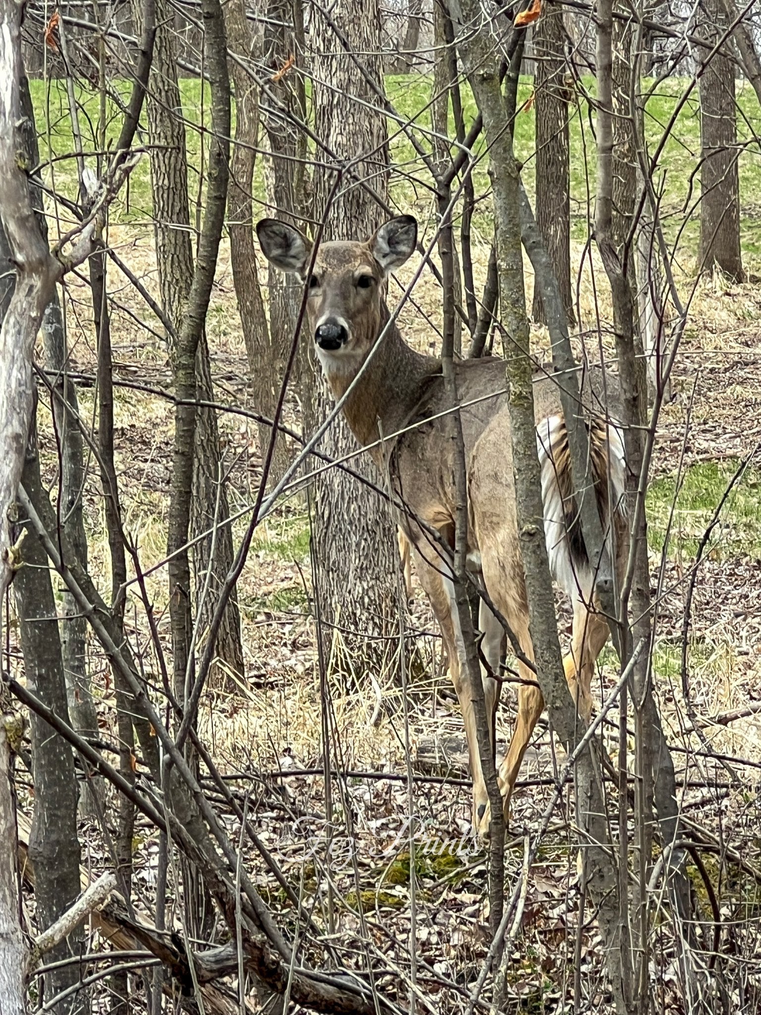 Doe in hiding