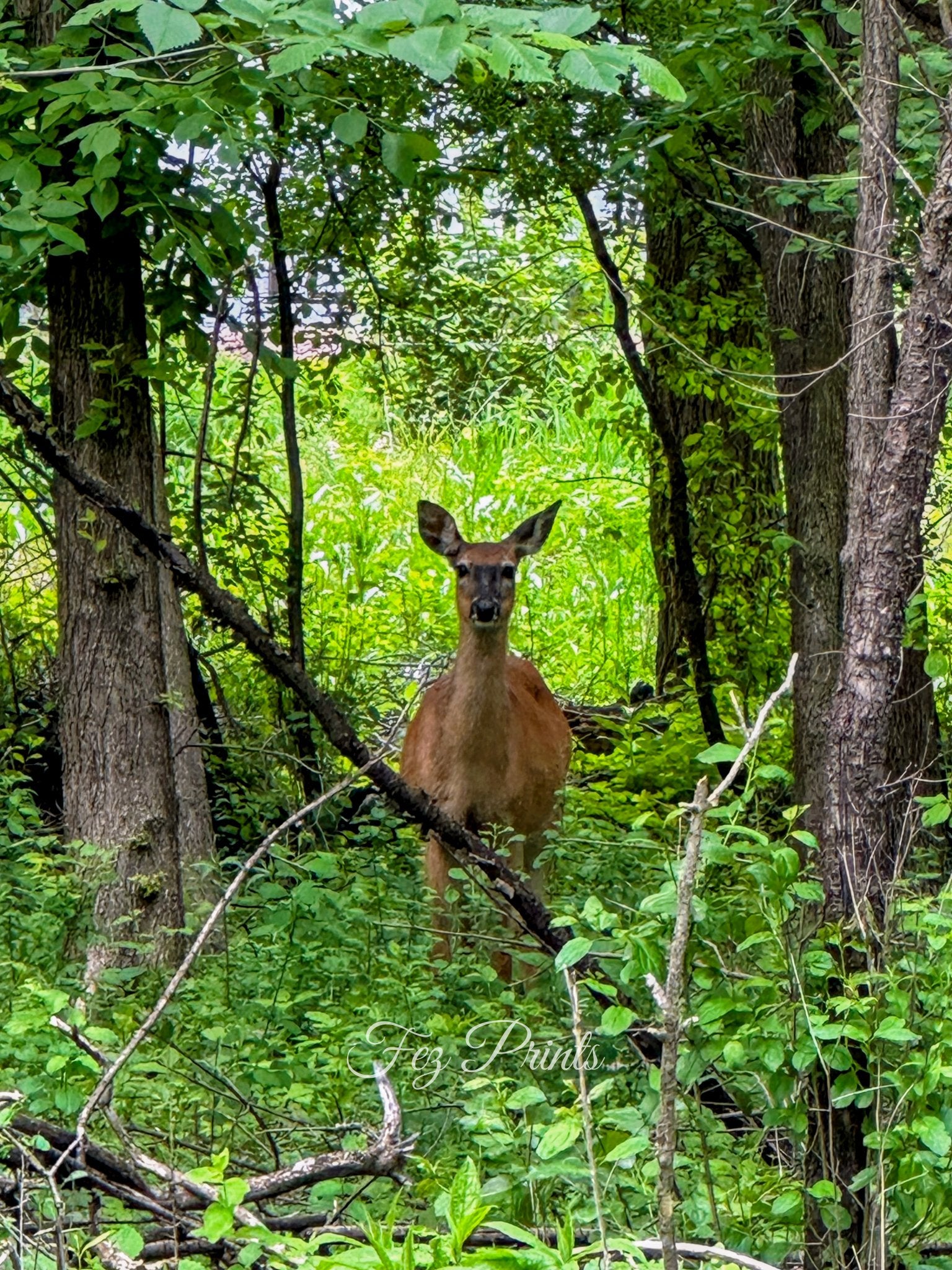 Peering Doe