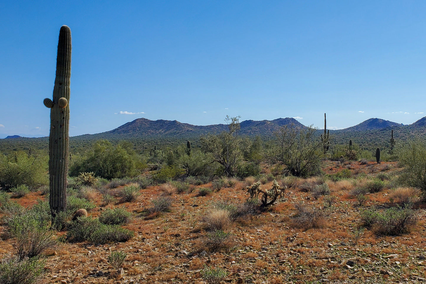 Desertscape 5