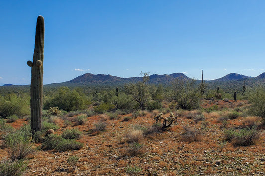 Desertscape 5