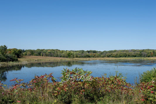 Marsh in the early Fall