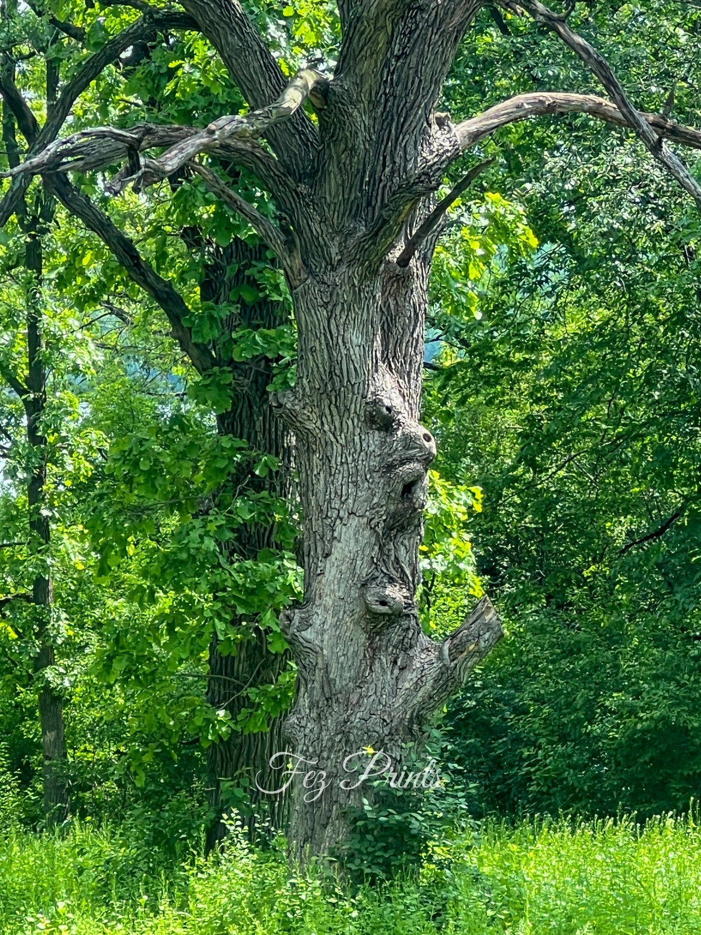 Face in the Tree