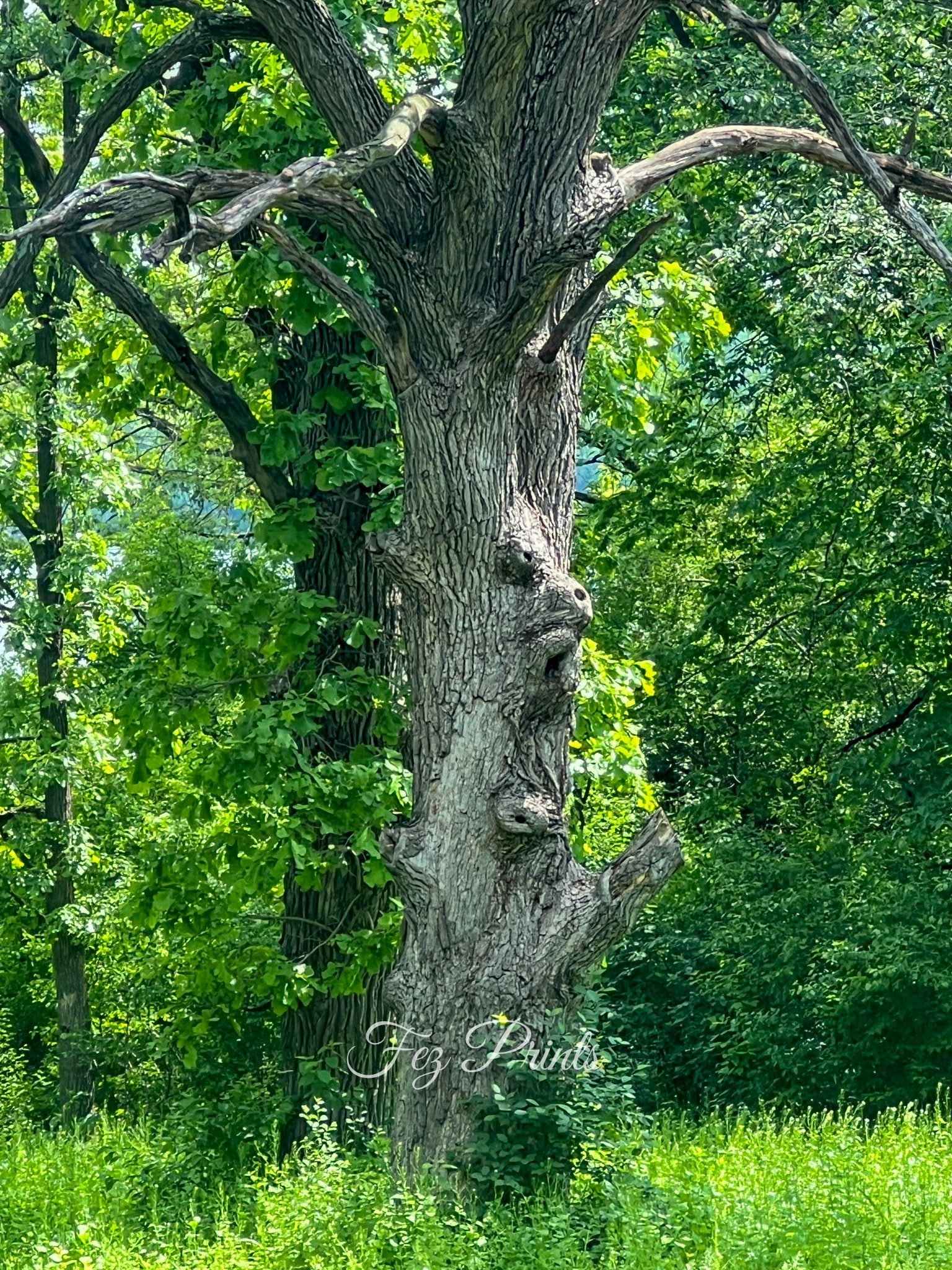 Face in the Tree