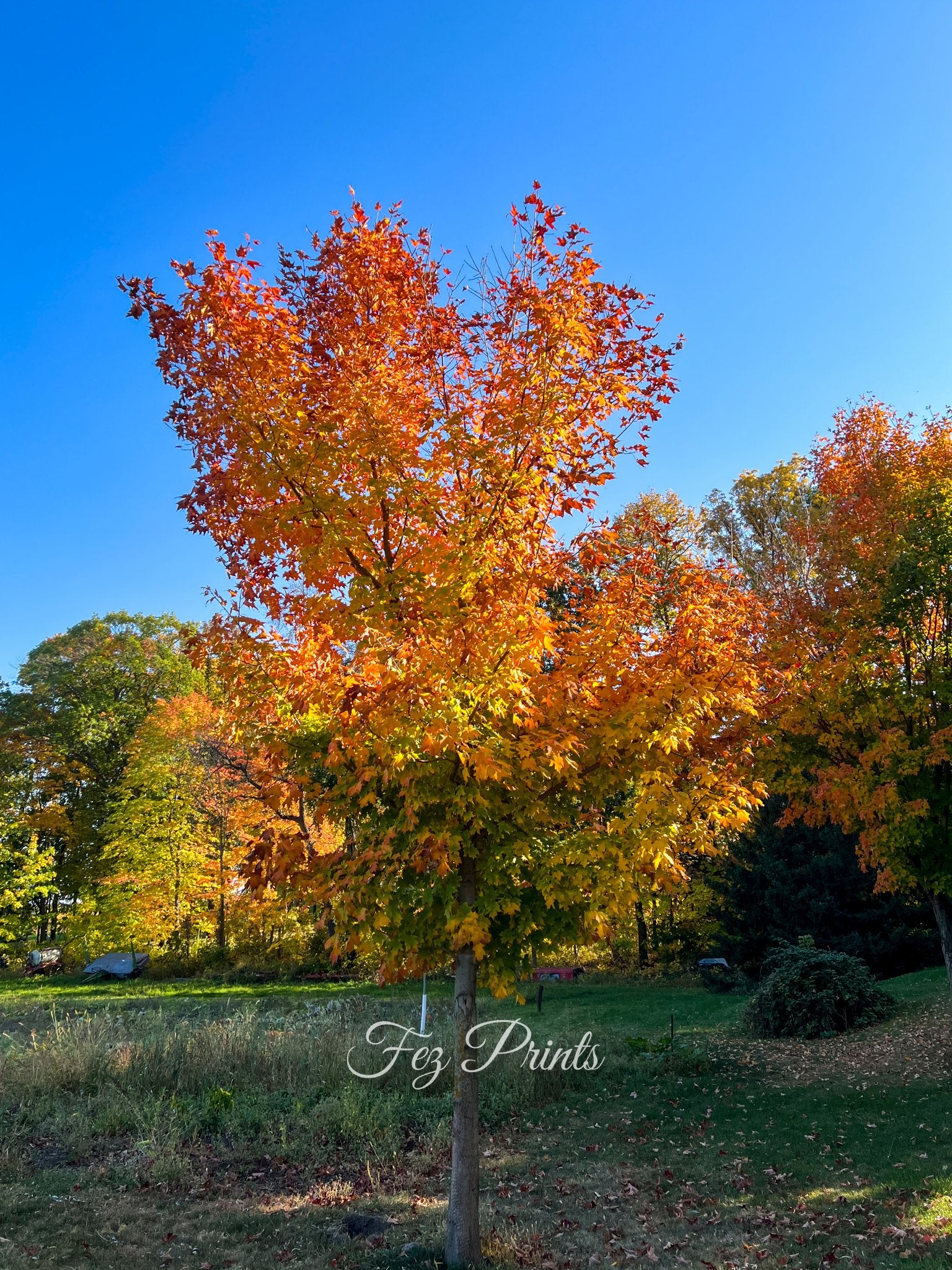 Fall Colors