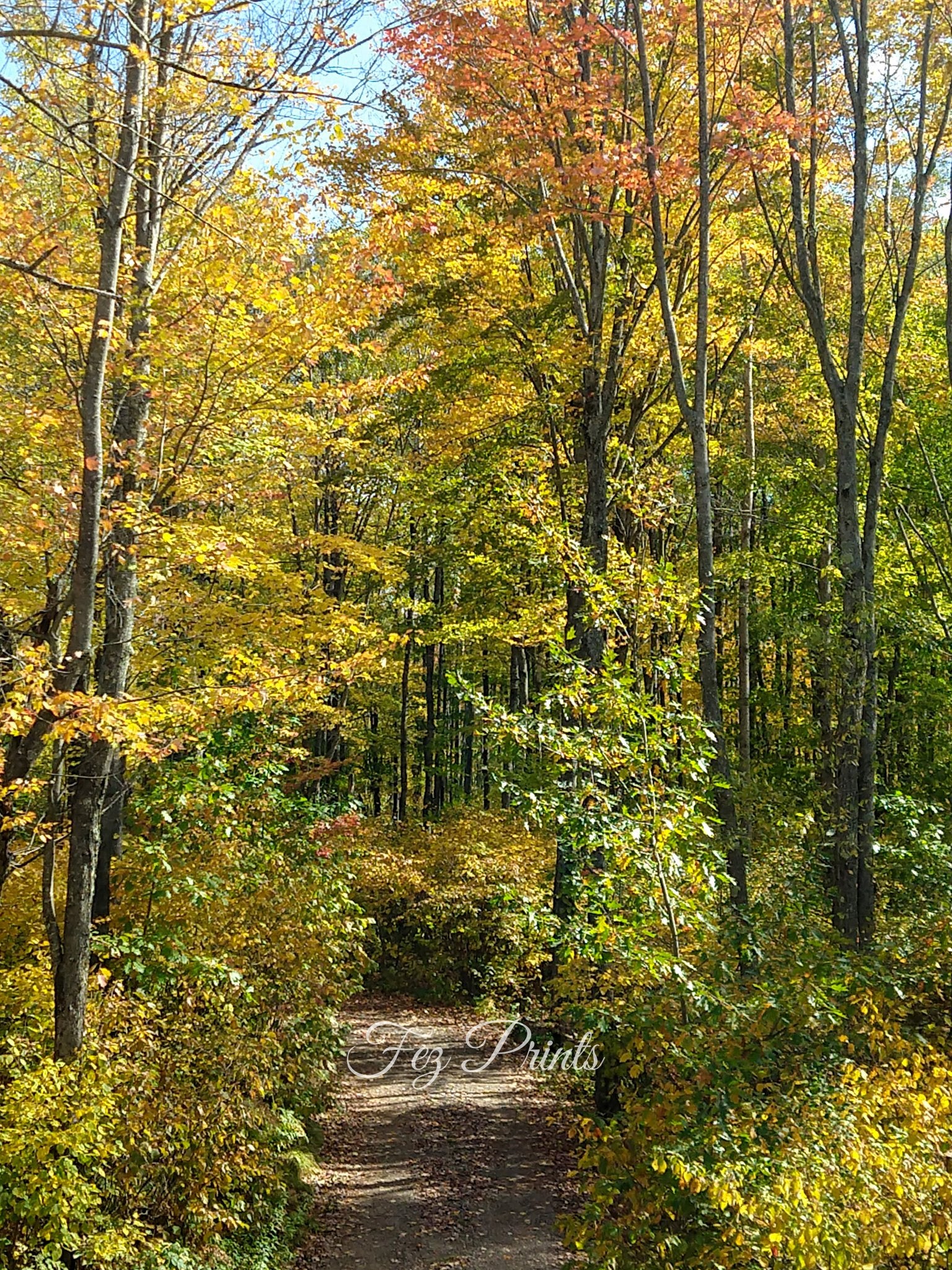 Fall Trail
