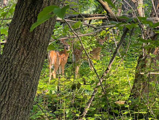 Fawns in the Woods