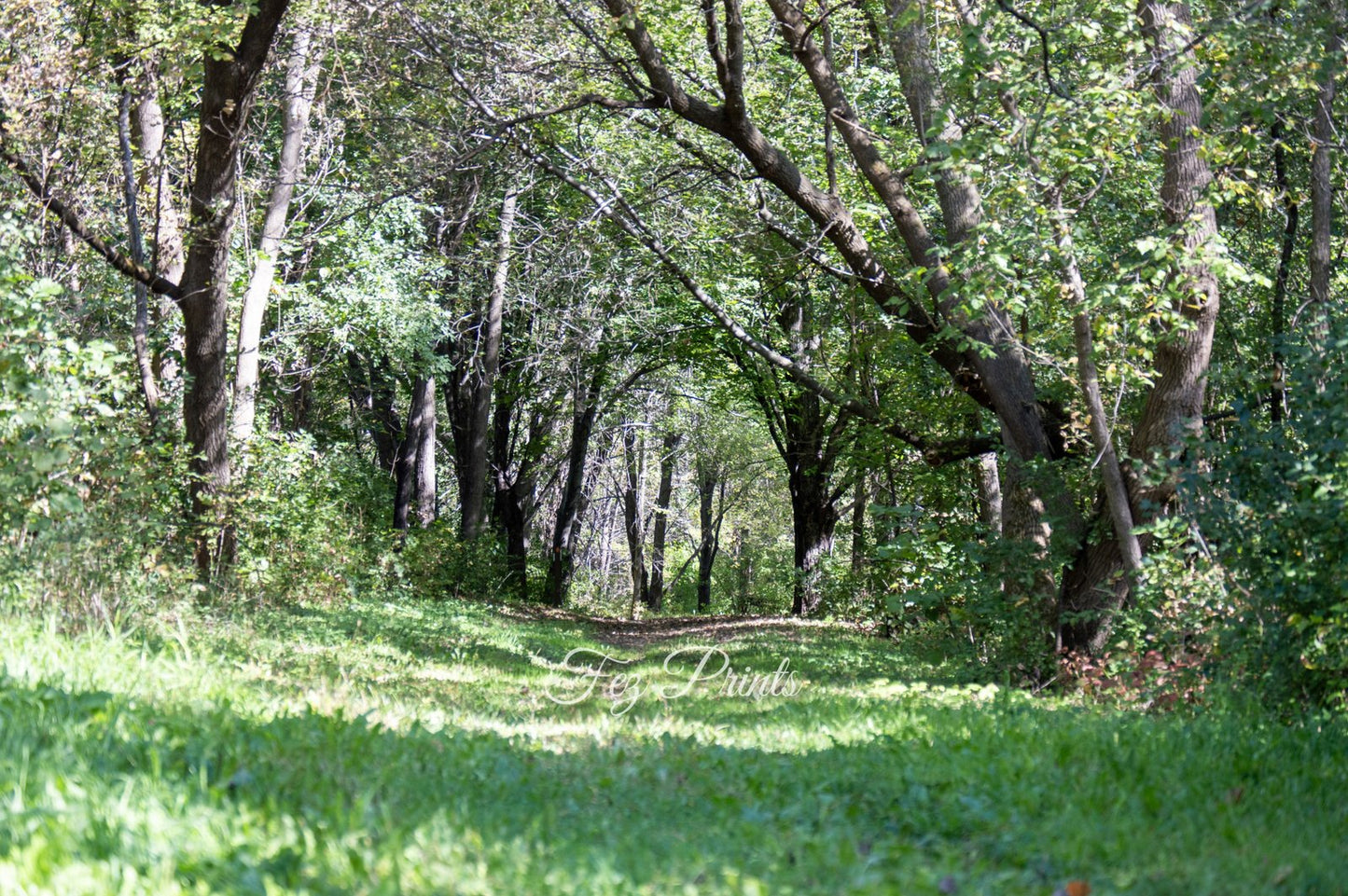 Forest Tunnel 1