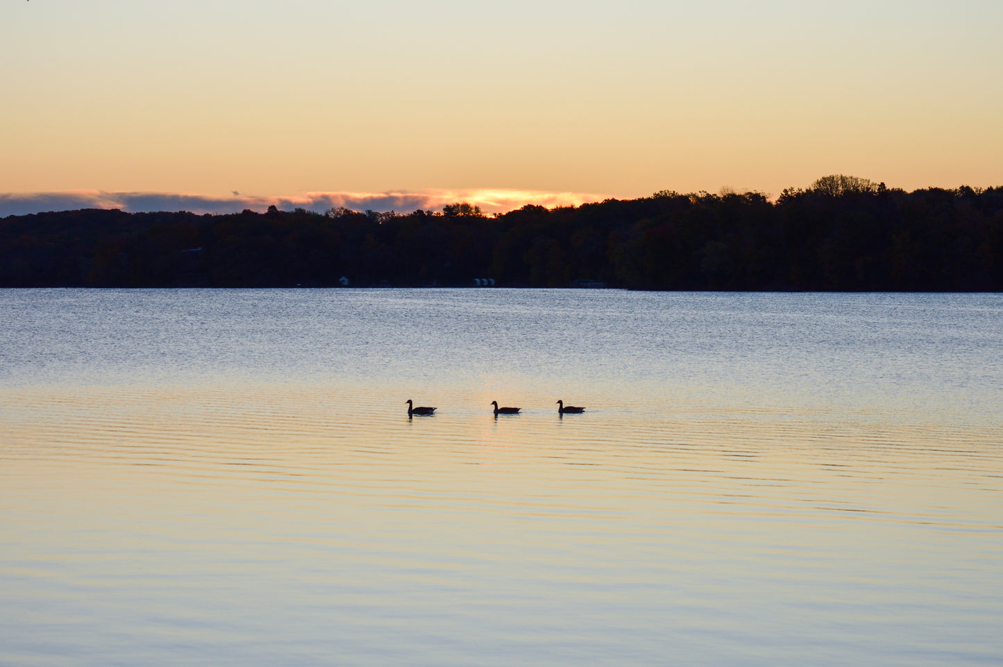 Geese at Sunrise