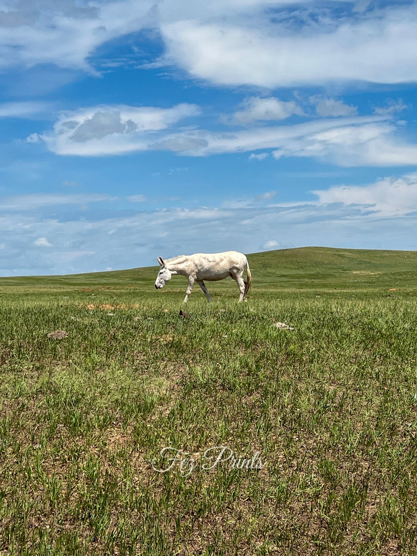 Grazing White Donkey