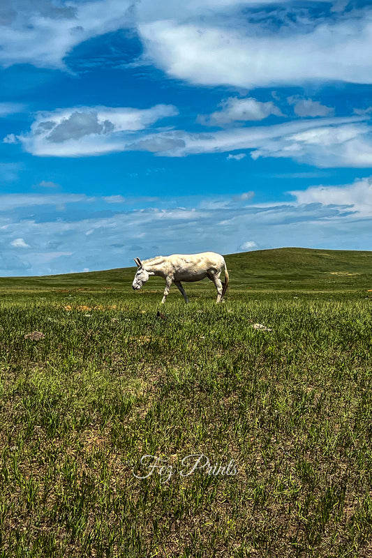 Grazing White Donkey
