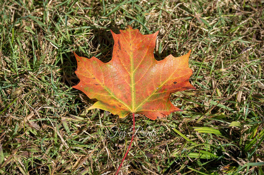 Maple Leaf Autumn