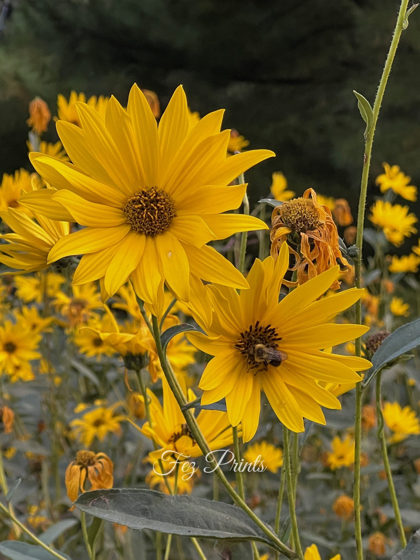 Maximillian Sunflowers with bee