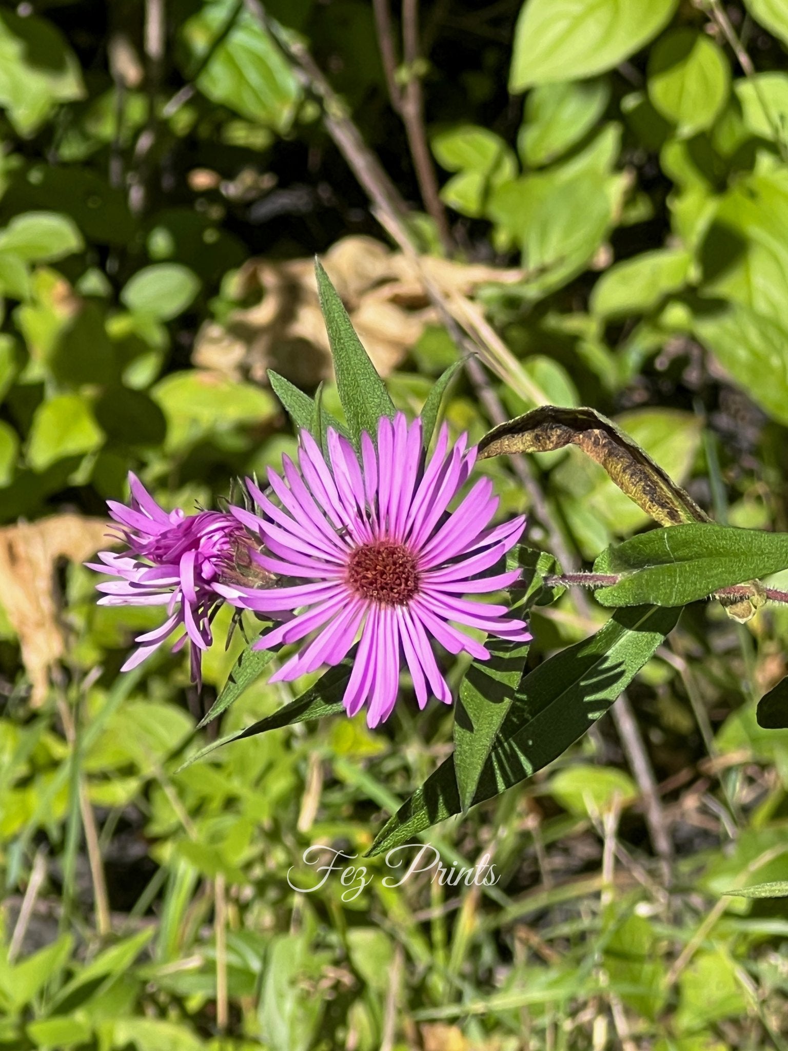 New England Aster