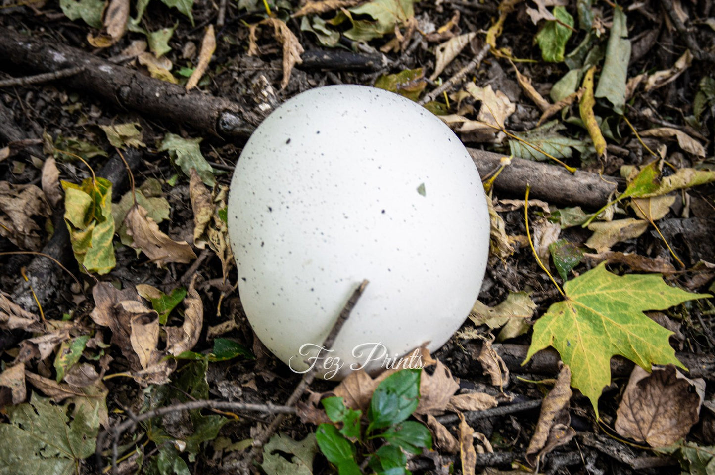 Puffball Mushroom