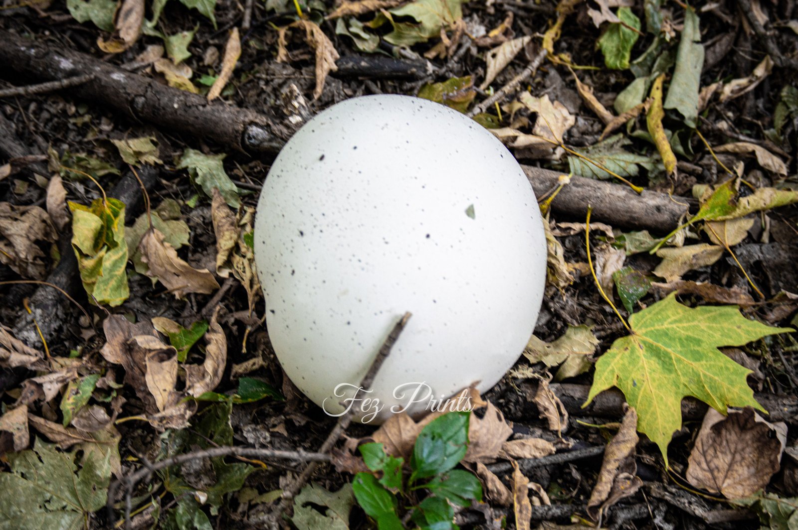 Puffball Mushroom