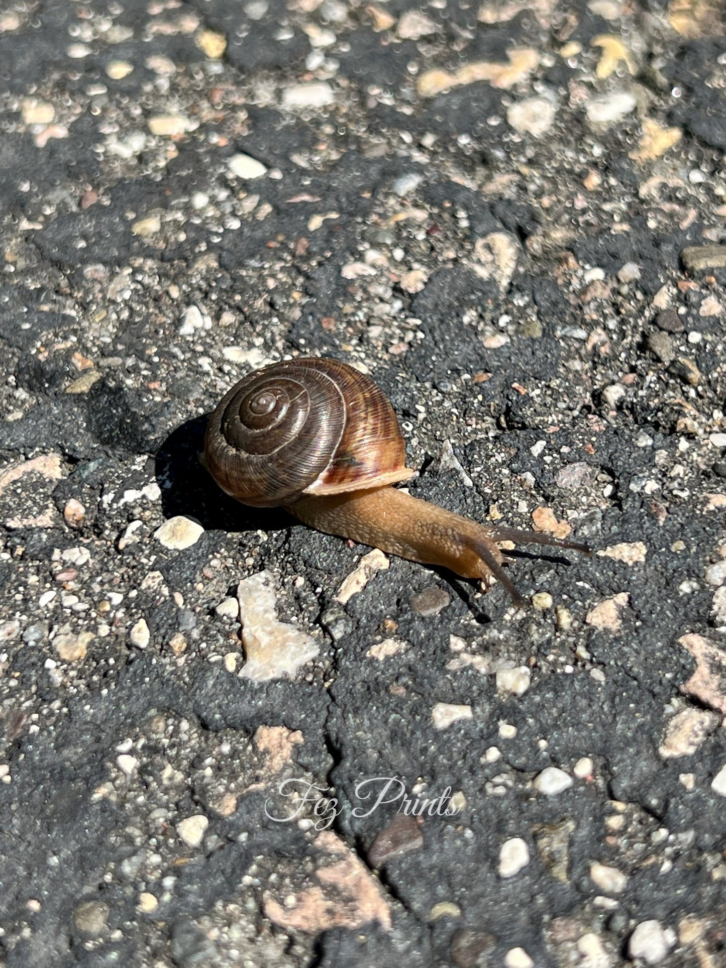 Snail's Pace