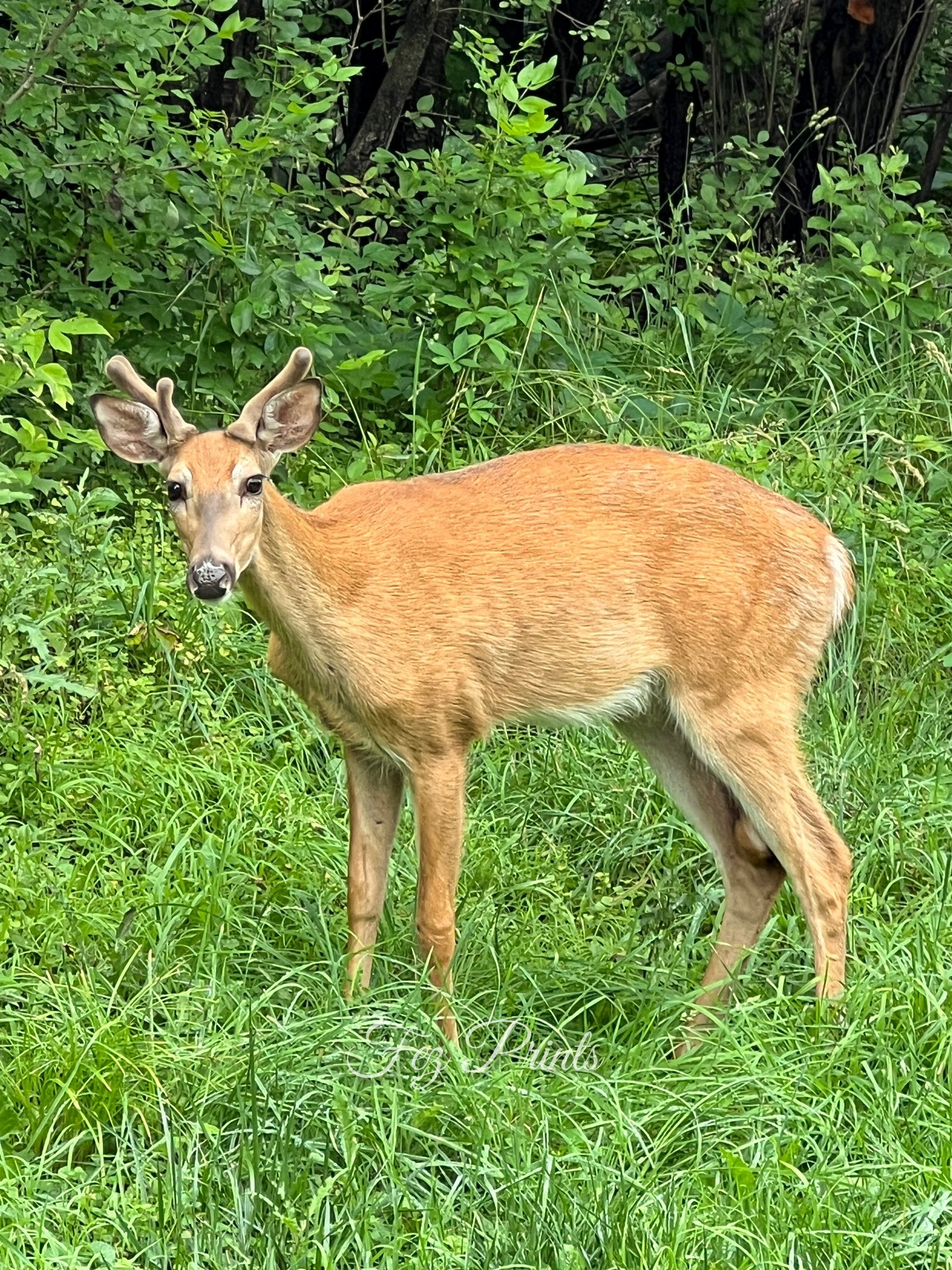 Spring Buck Velvet