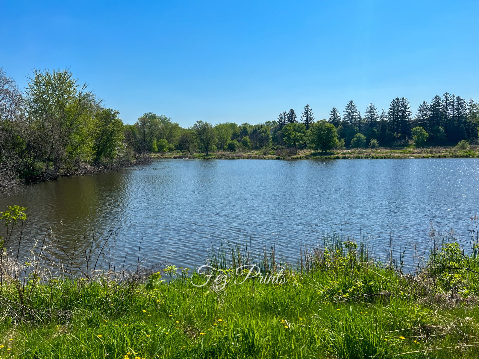 Summer Pond