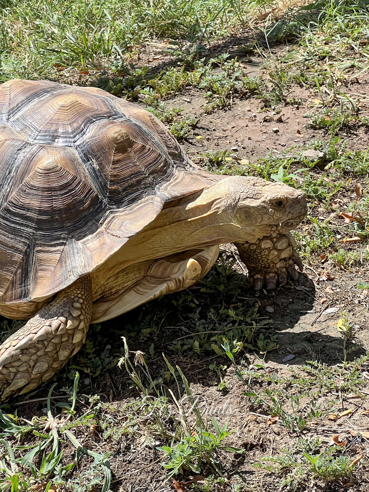 Tortiose