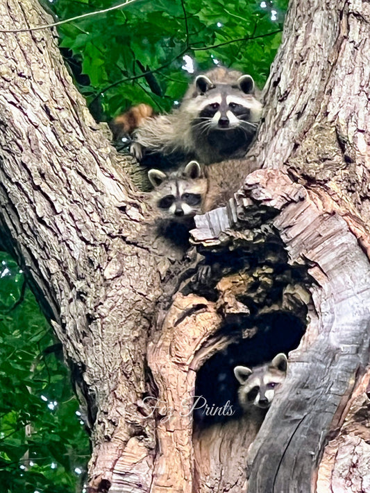Racoon Family