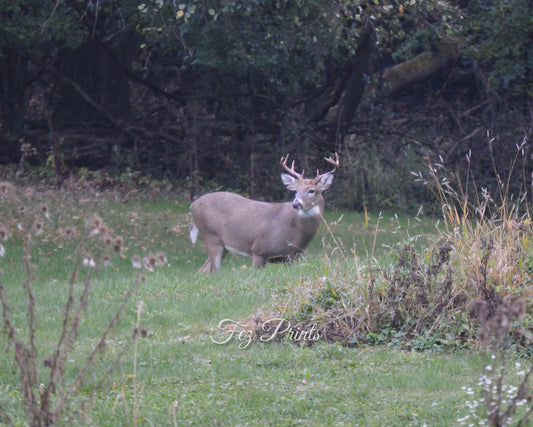 Trophy Buck