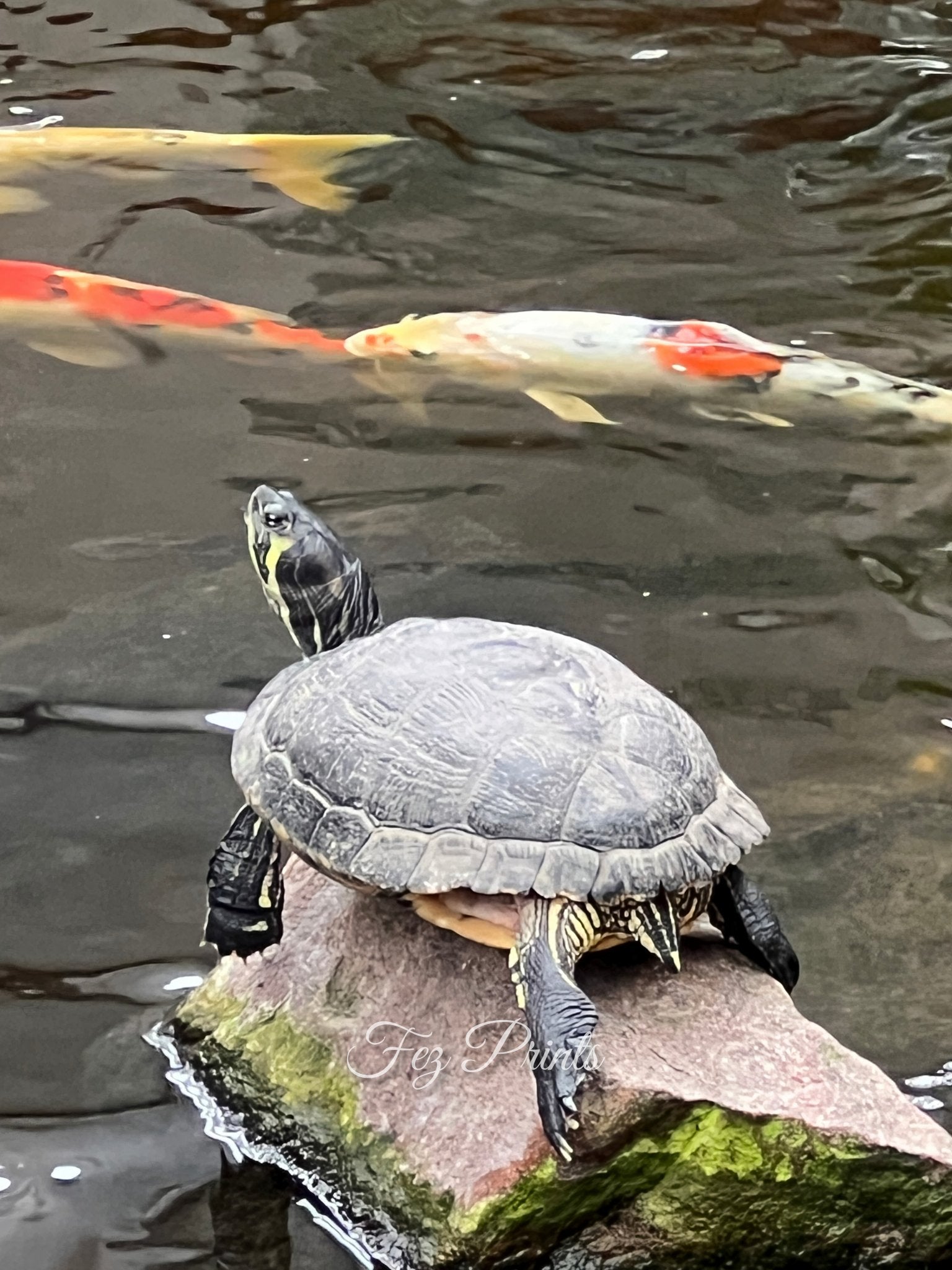 Turtle on the rock