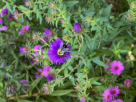 Working Bee