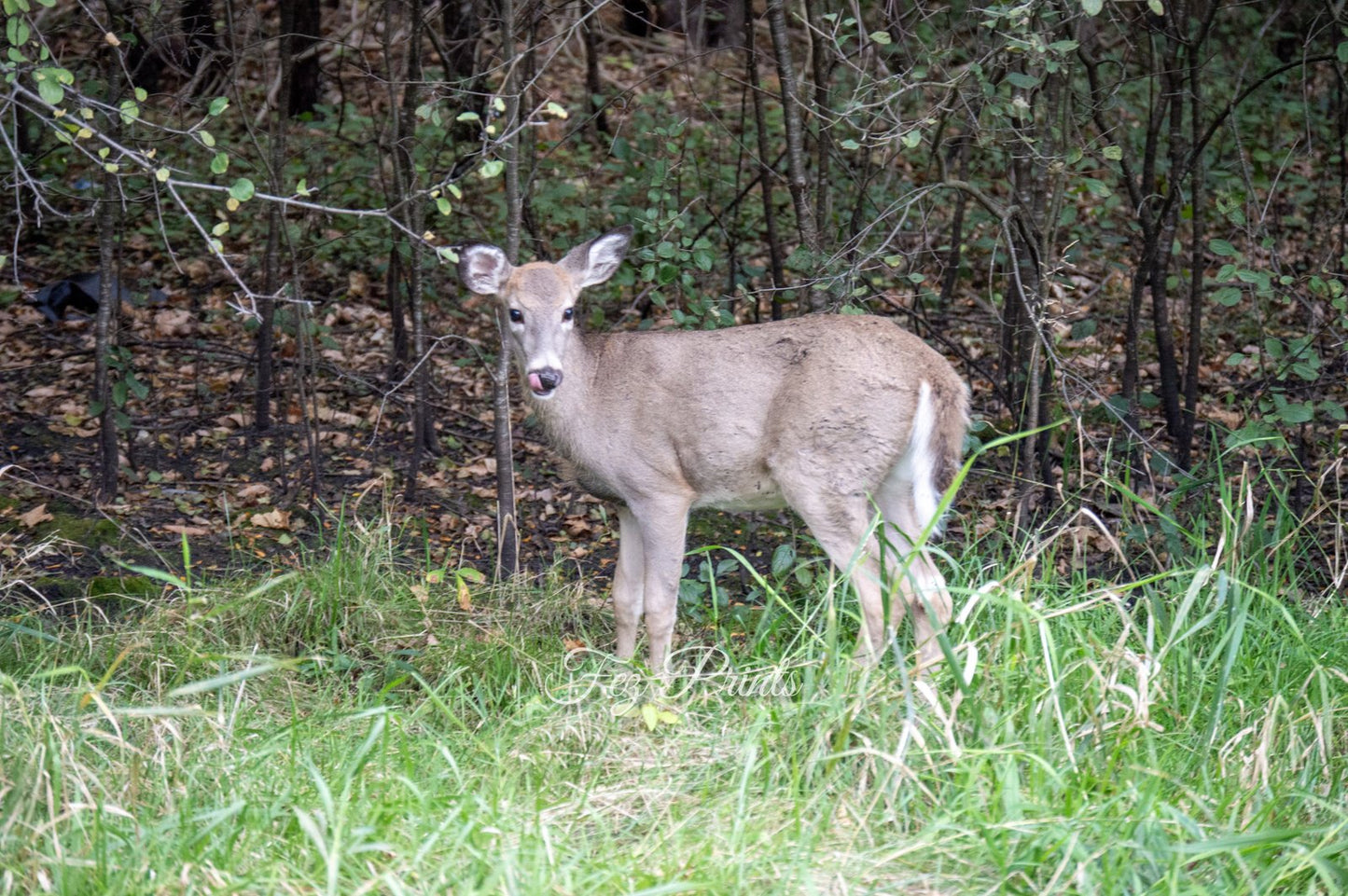 Young Whitetail