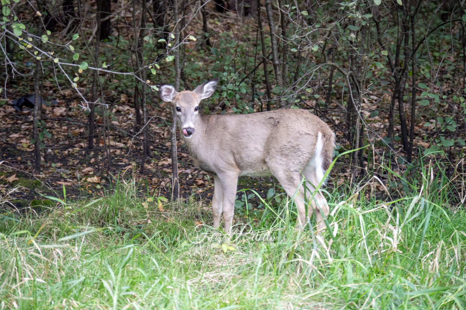 Young Whitetail