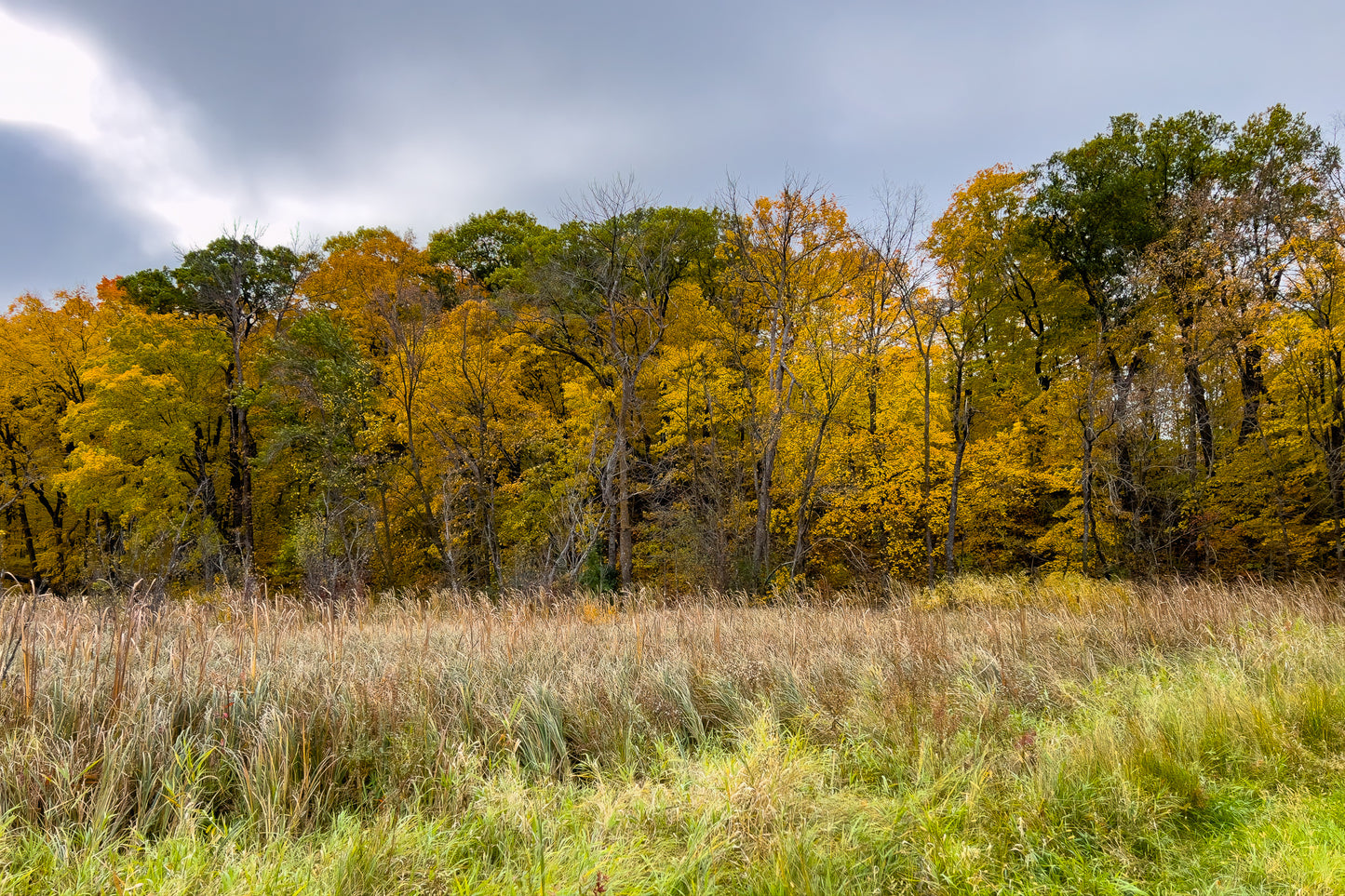 Autumn Forest Line