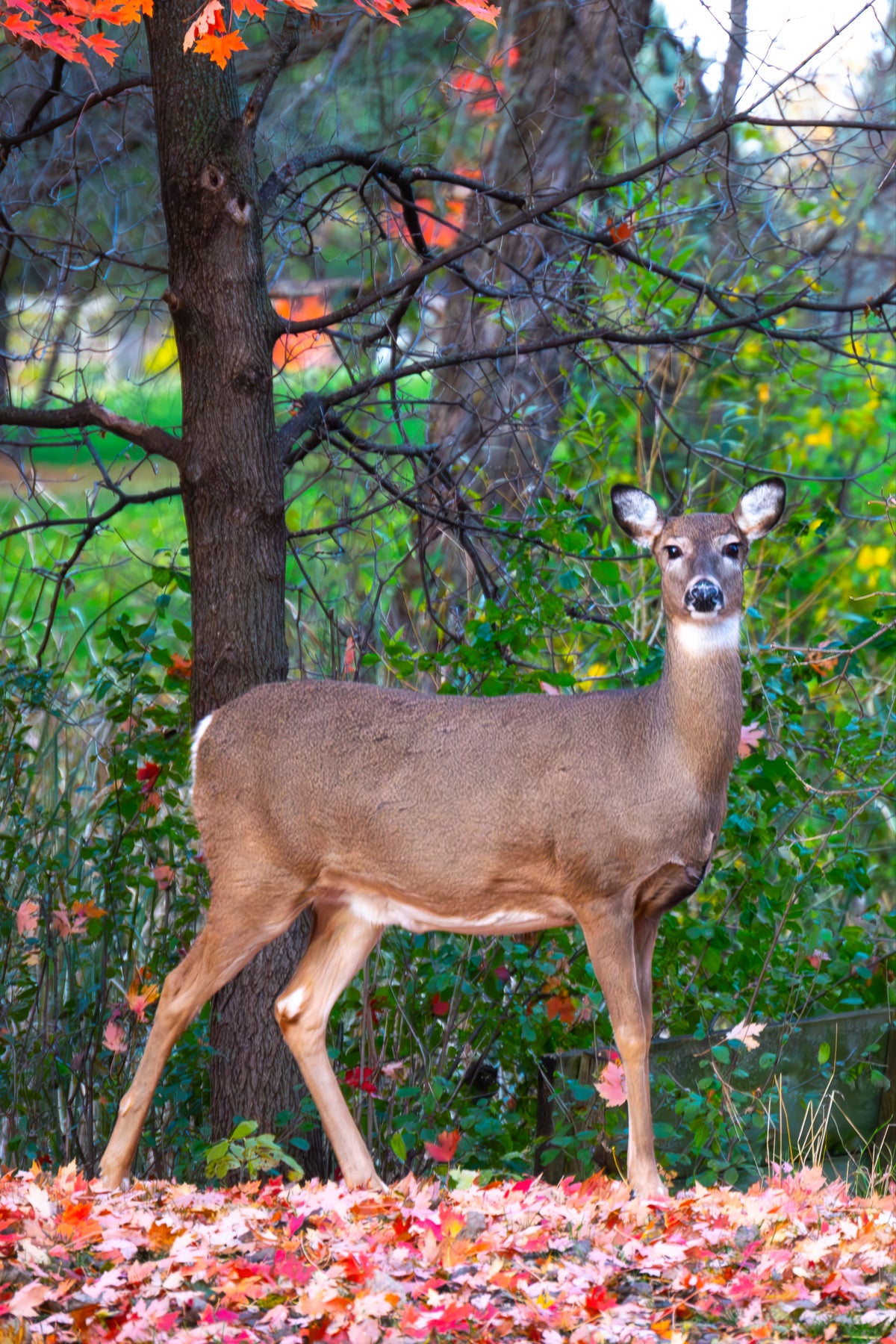 Doe In Autumn Leaves