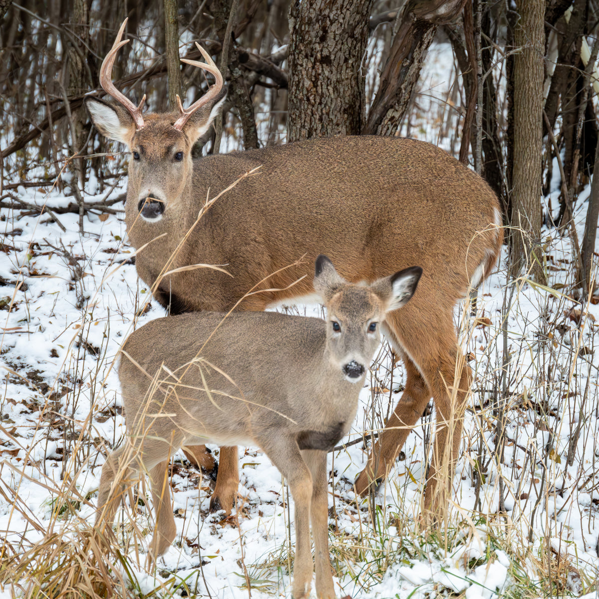 Father and Son Whitetail Deer