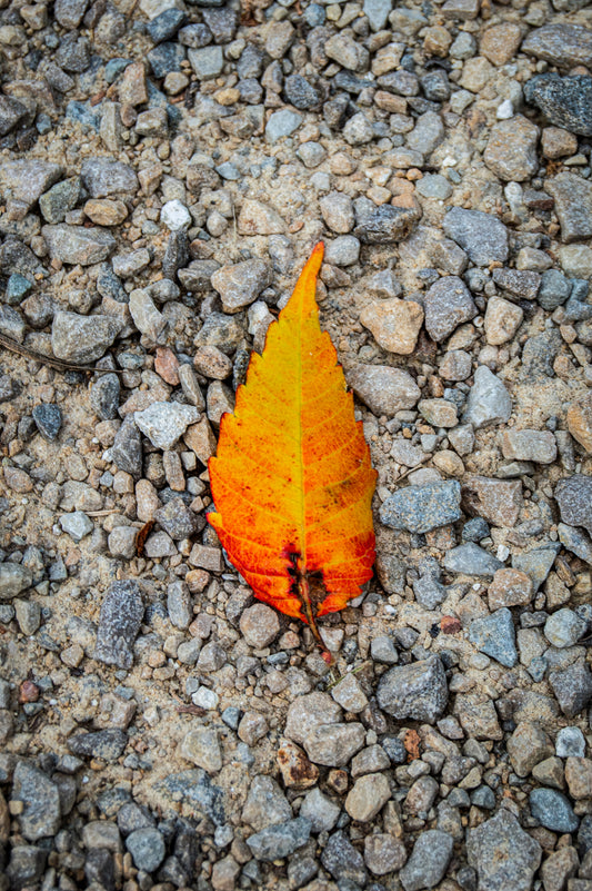 Flame Leaf