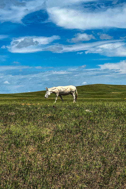 Grazing White Donkey