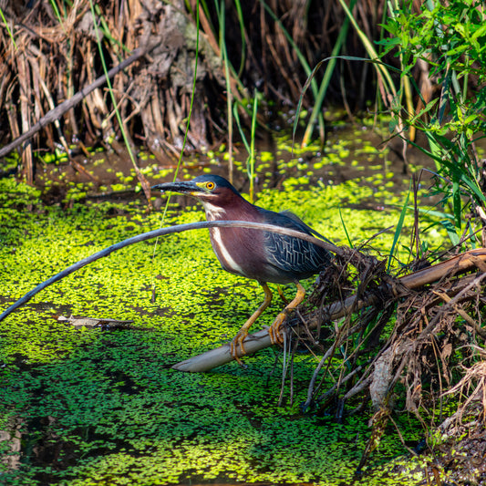 Green Heron