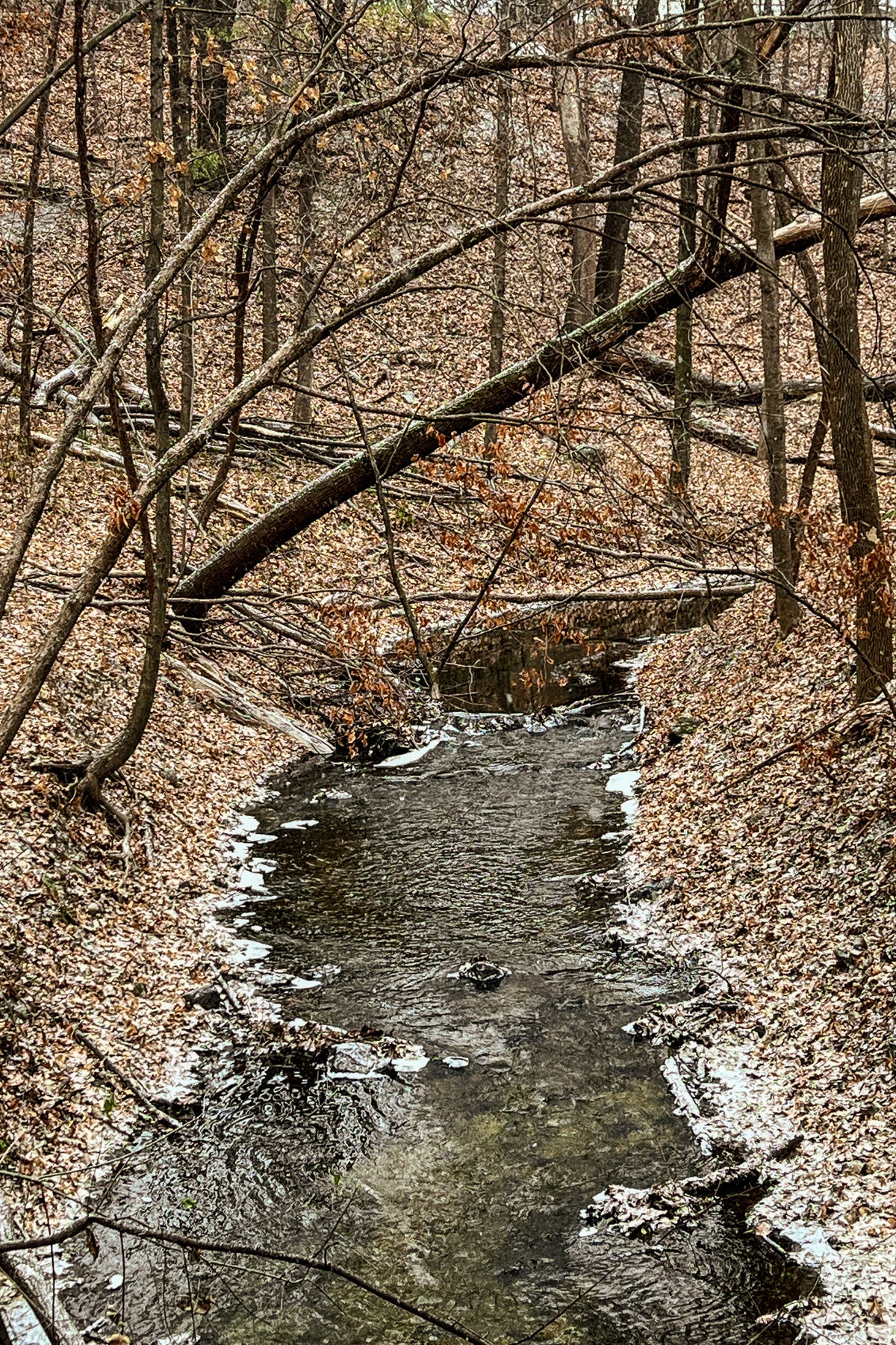 Snow Dusted Creek