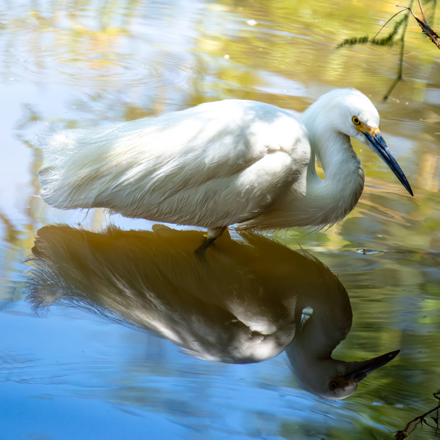 Snowy Egret