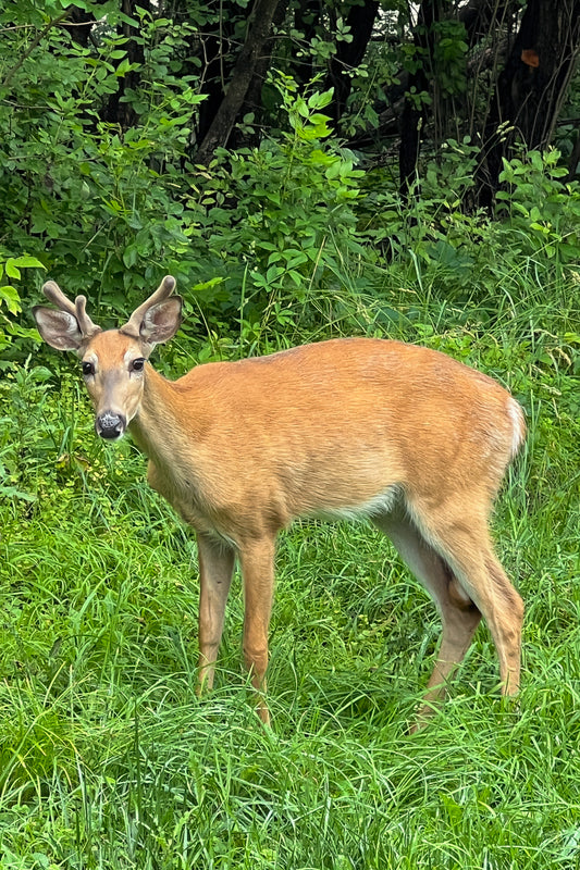 Springtime Whitetail Buck